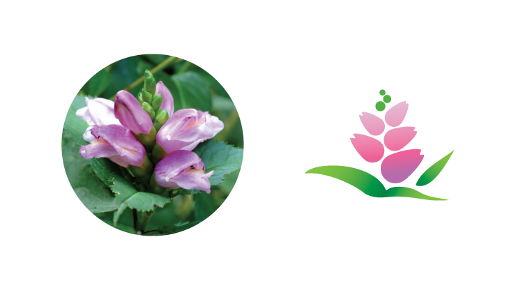 The new logo compared to an image of the Virginian flower, the turtlehead